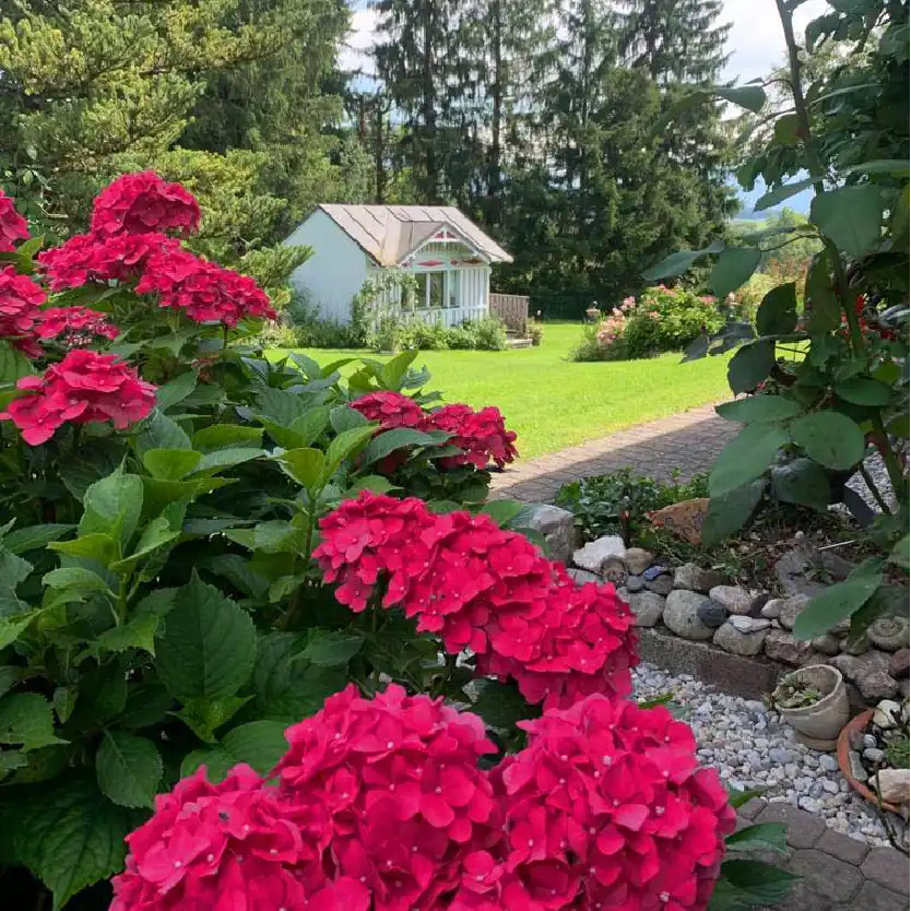 Große rote Hortensien (Blumen) mit einer Gartenhütte im Hintergrund an einem Sommertag.